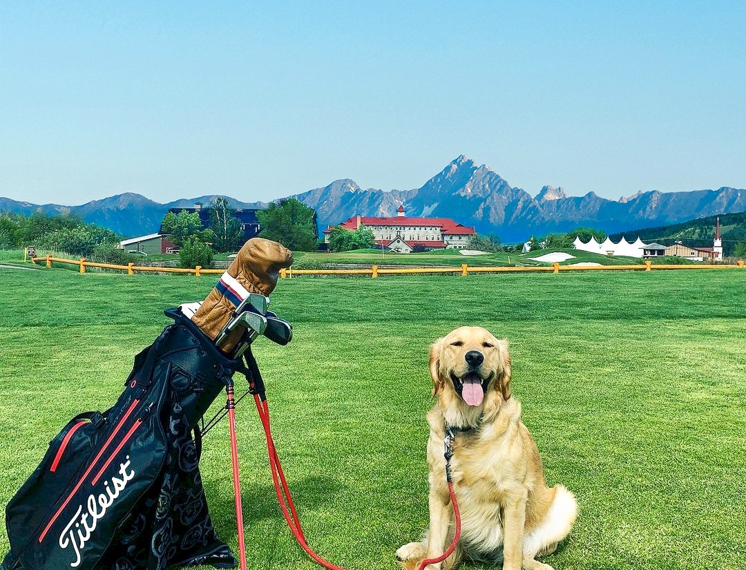 Dog days on the course