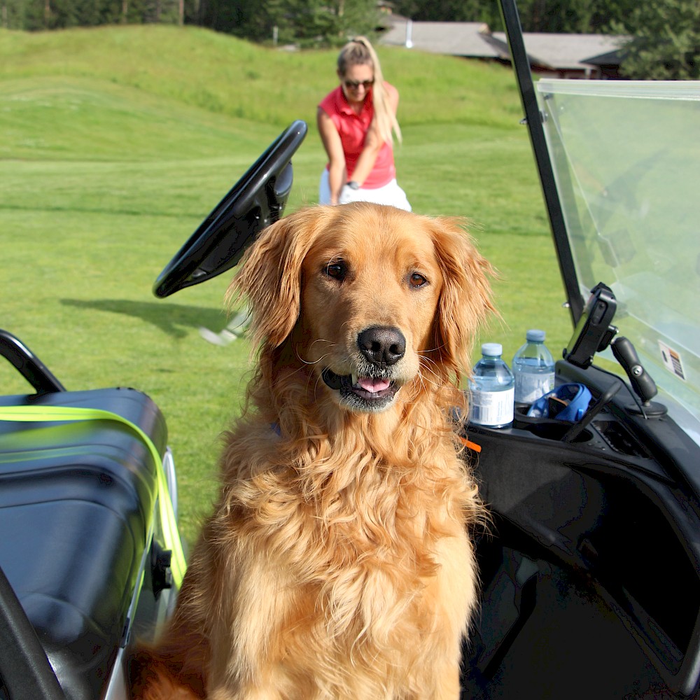 golf with your dog at st. Eugene
