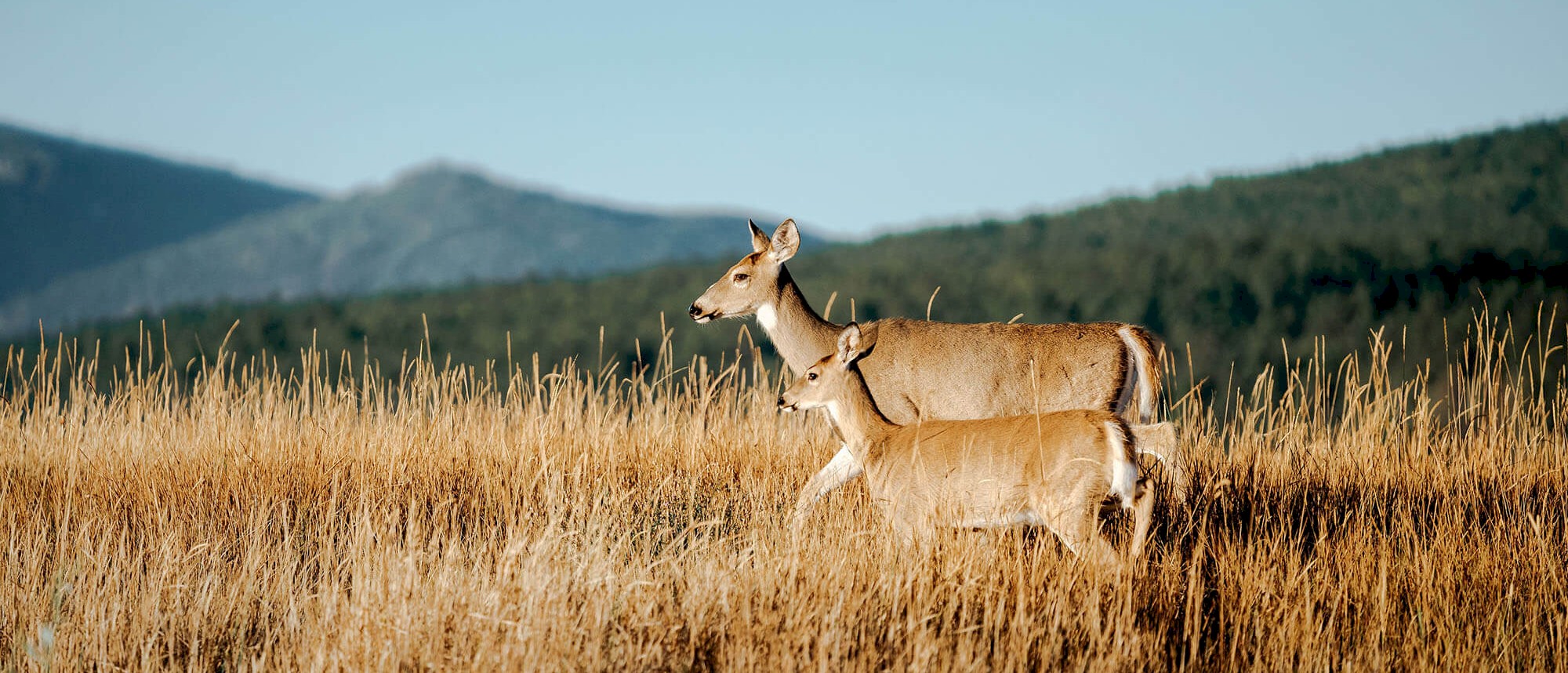 Deer in the grass