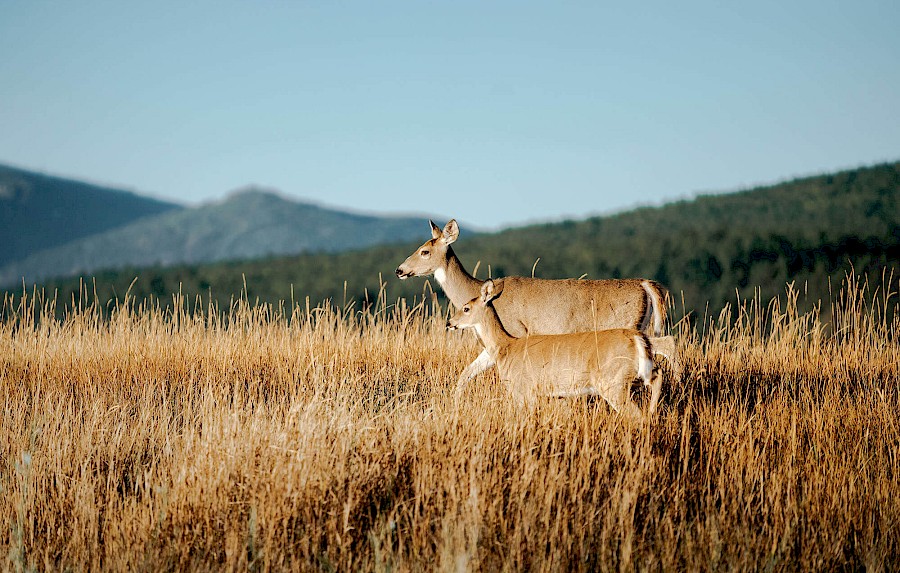 Deer in the grass