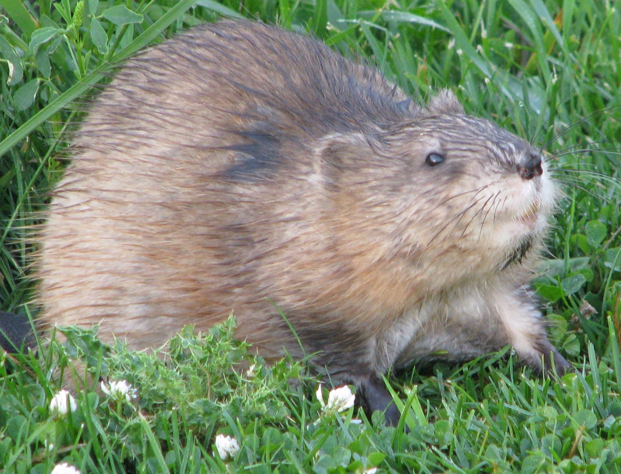 Muskrat after a dip