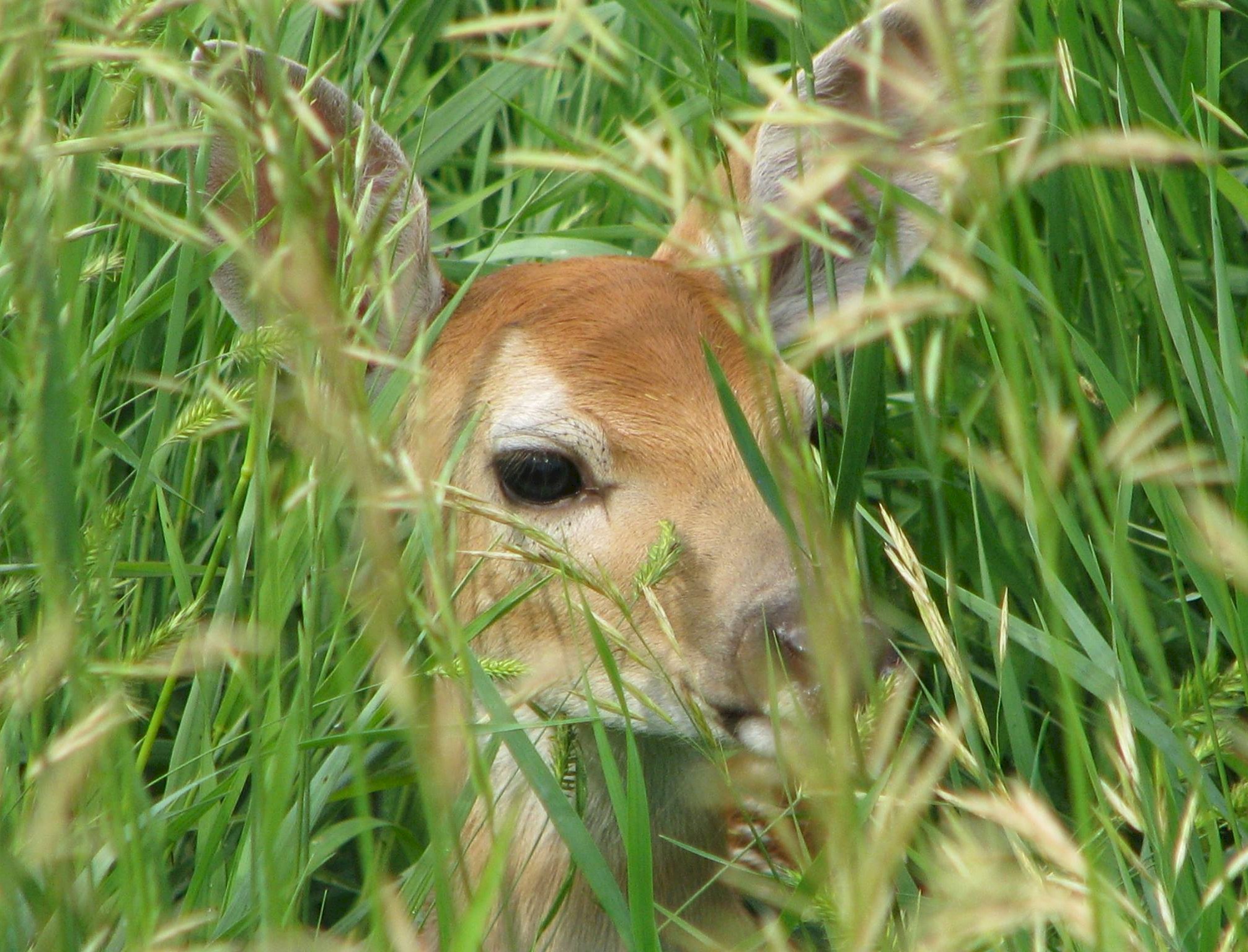 Young fawn in the grass