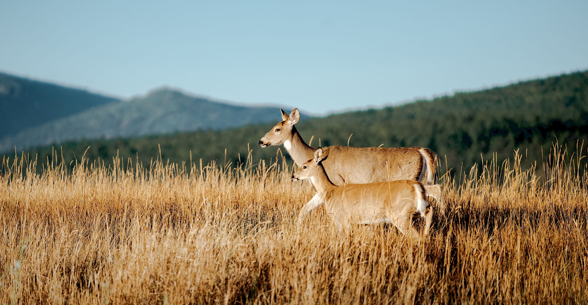 Deer in the grass